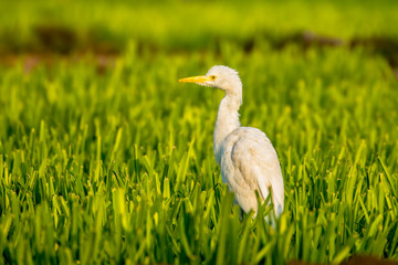 Cattle Egret in a farm in Bahrain