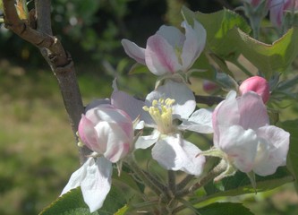 branche florale, floraison rose de pommier au printemps