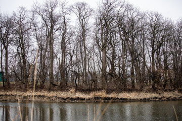 Going for a walk in the Forest