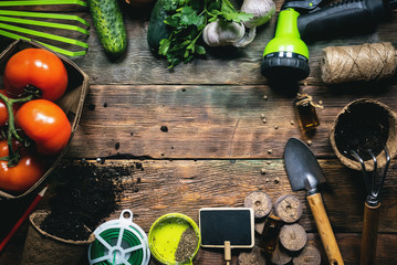 Vegetables crop and gardening equipment on wooden table flat lay background with copy space.