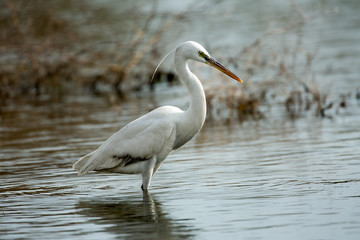 A Western Reef Heron or Egretta gularis looking for food in a waterlogged area in Bahrain