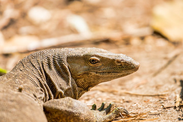 Head shot of a Bengal Monitor Lizard (varanus bengalensis) or common Indian monitor lizard in its habitat at the Western Ghats