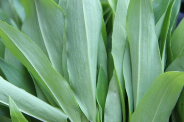 Green leaves, wild garlic leaves close-up.