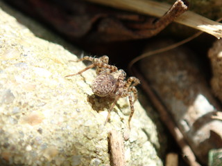 mosquito sucking blood