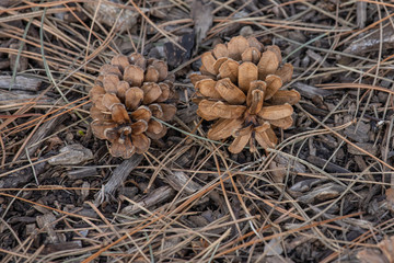 Two Pine cones