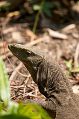 Head shot of a Bengal Monitor Lizard (varanus bengalensis) or common Indian monitor lizard in its habitat at the Western Ghats