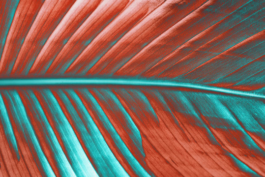 Close up of crane flower leaf