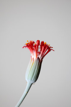 Naklejki Succulent plant flower