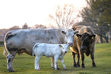 A family of cows in a field at sunset in spring