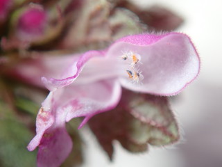 Naklejka premium pink magnolia flower