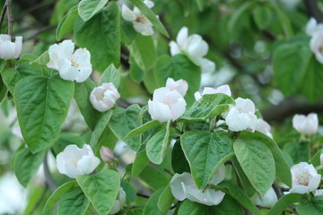 wei&szlig;e Blumen, wei&szlig;er Baum, wei&szlig;er bl&uuml;hender Baum, Cashewblume, Quittenblume, Pflaumenblume, Fr&uuml;hling, Knospe