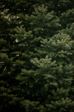 Pine Tree in the snow © kim