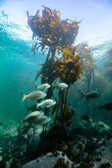 Naklejka na ściany i meble school of silver fish in a kelp forest