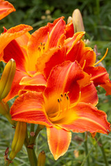 close orange daylily