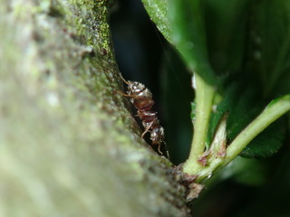 ants on a leaf