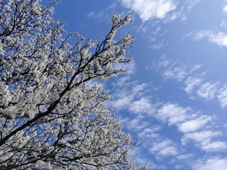 Spring theme, branches of a blooming Apple tree in front of a blue sky with clouds