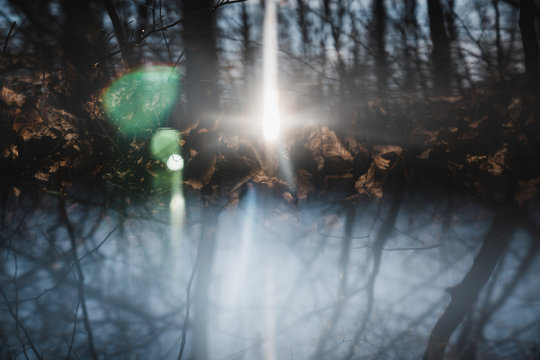 Blended forest scene with prism
