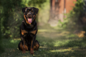 a black Rottweiler dog plays with a toy on the green grass