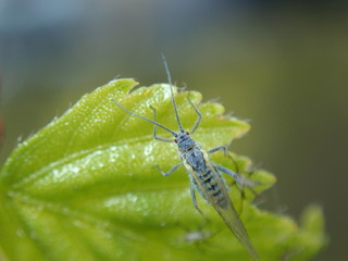 green shield bug