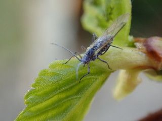 Fototapeta premium macro of a fly