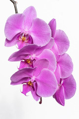 Fototapeta na wymiar ramo di fiori di orchidea su fondo bianco
