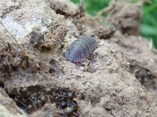 Wood louse