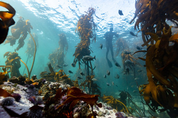 school of fish in a kelp forest with diver in the background