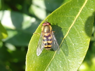 Bee on leaf