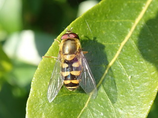 Bee on leaf