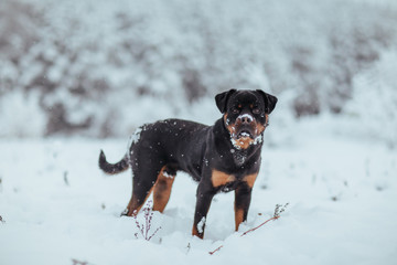 Black Rottweiler dog on a walk in the winter forest