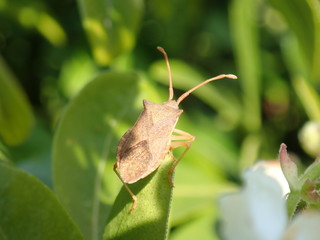 Beetle on leaf
