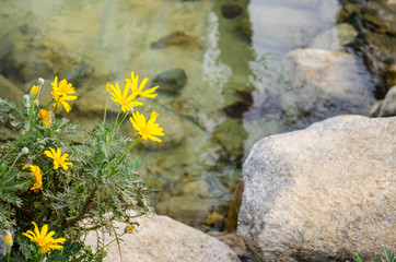 Beautiful yellow flowers on the coast of the pond. Sunny summer day. Close-up, background, copy space.