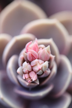 Succulent plant bud