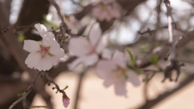 Blooming Almond Trees and flovers field