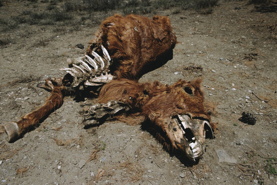 Dead horse