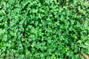 Obraz premium Spring wild clover background with a few dandelions.