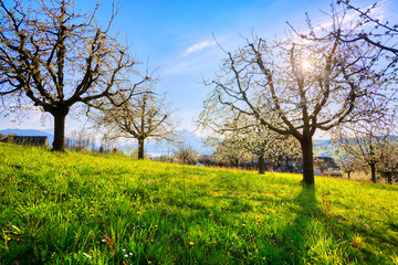 Fototapeta na wymiar Cherry trees in blossom in Switzerland