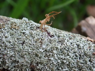 ant on a stone
