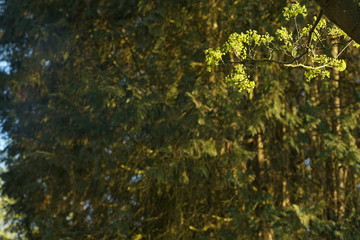 Sonnen Licht Wald Natur