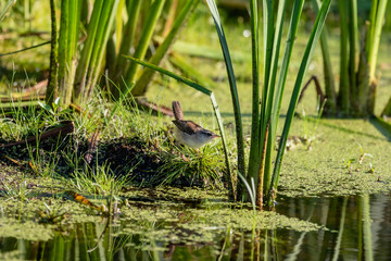 Young Marsh Wren in its natural habitat, coastal stands of reeds and swamps
