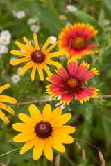 blanketflower rudbeckia