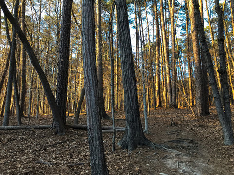 Umstead Forest, NC