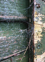 cobweb on old wooden door