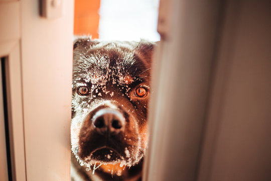 Black Rottweiler dog on a walk in the winter forest
