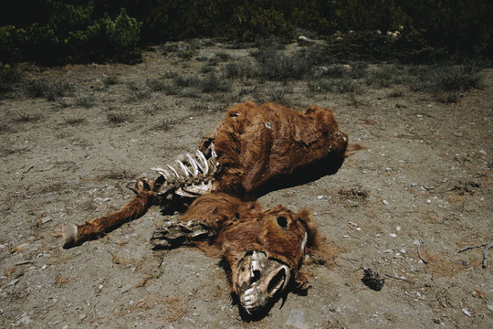 Dead horse