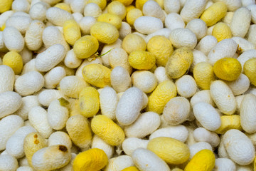 close-up yellow and white silkworm cocoons