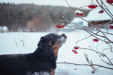 Black Rottweiler dog on a walk in the winter forest