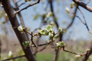 Quince Tree Spring Blossom Closeup
