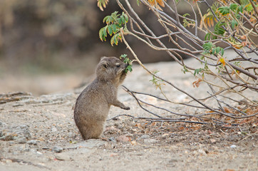 Rock hyrax (dassie) peers reaches out and pulls leaves to eat, in Namibia