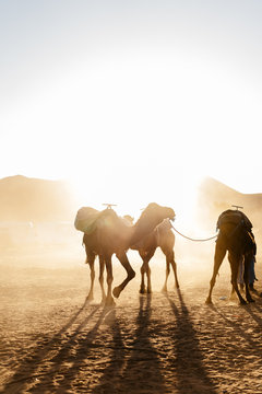 Camel walking in a dust cloud